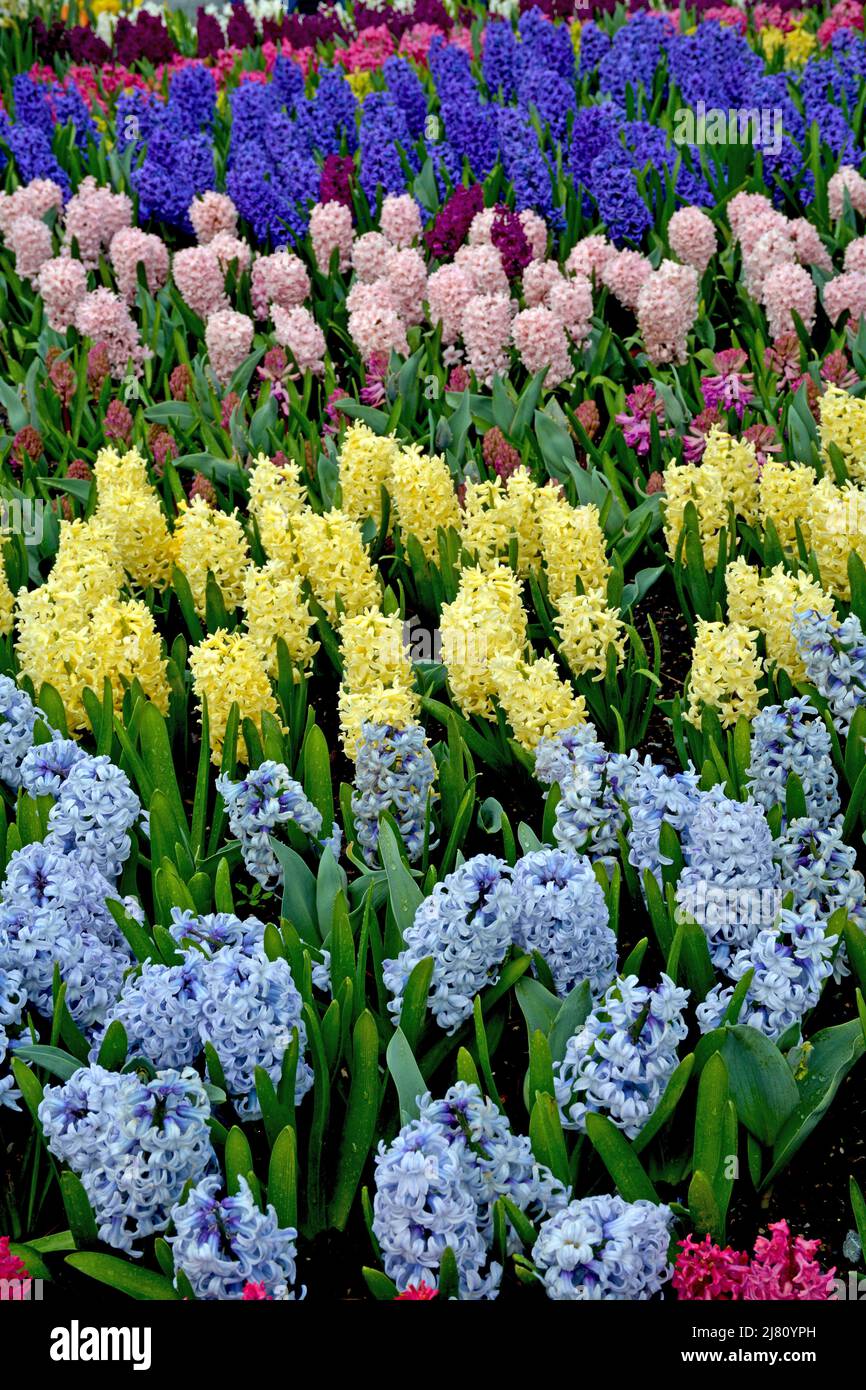 Jardin de fleurs en jacinthe de printemps coloré Banque D'Images