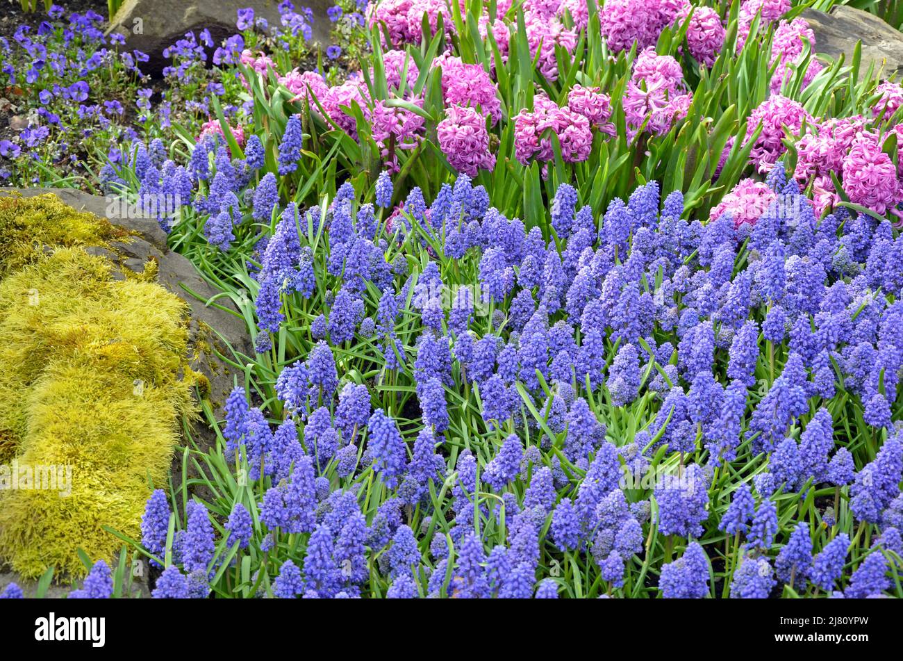 Magnifique jacinthe rose et jardin de fleurs bluebell Banque D'Images