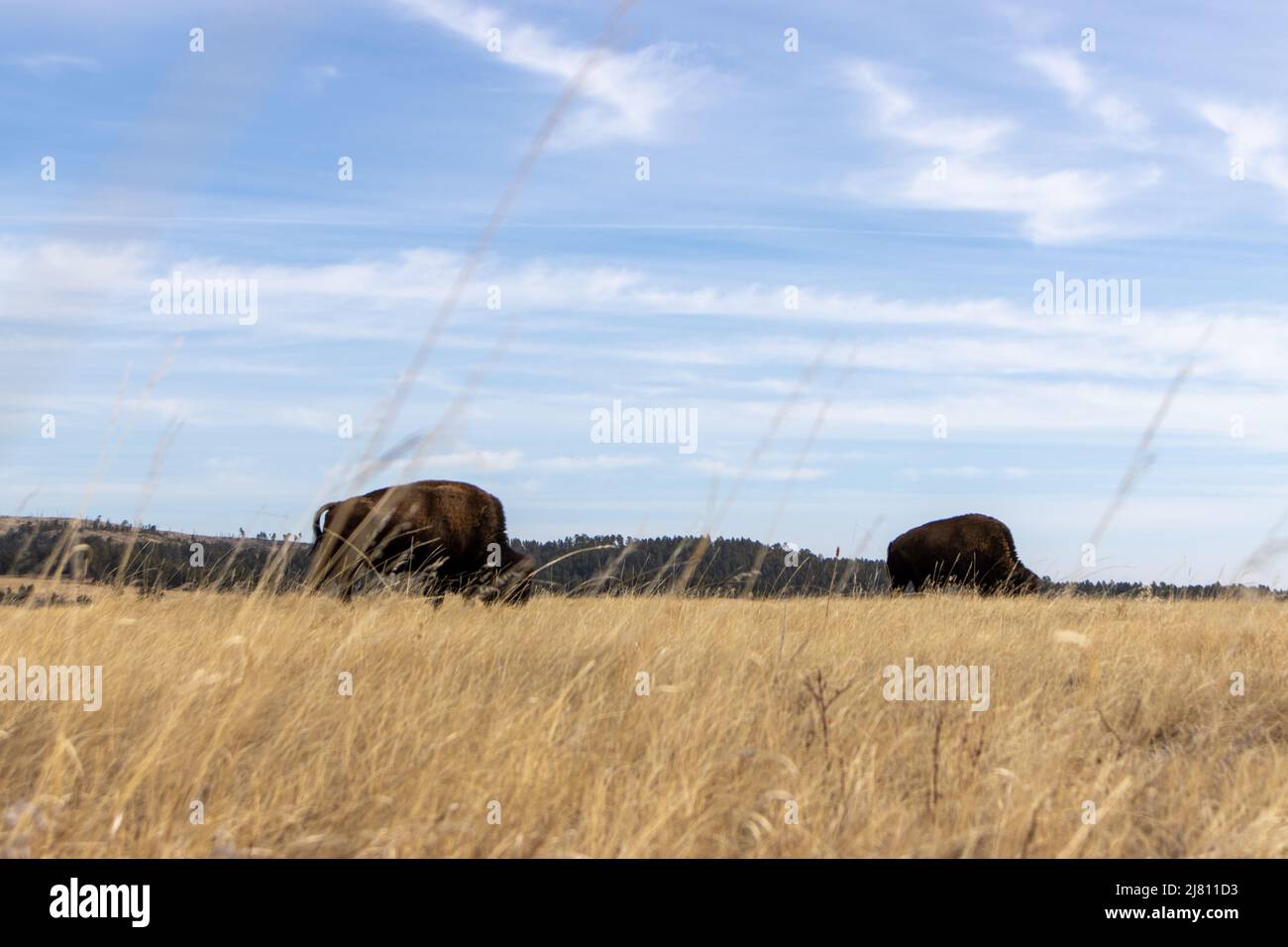 Les bisons sont visibles dans la prairie des prairies du parc national de Wind Cave, dans le Dakota du Sud Banque D'Images