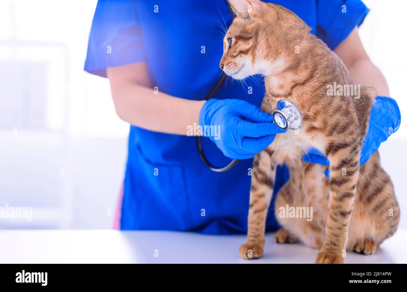 EFP examinant chat animal avec stéthoscope sur table Banque D'Images