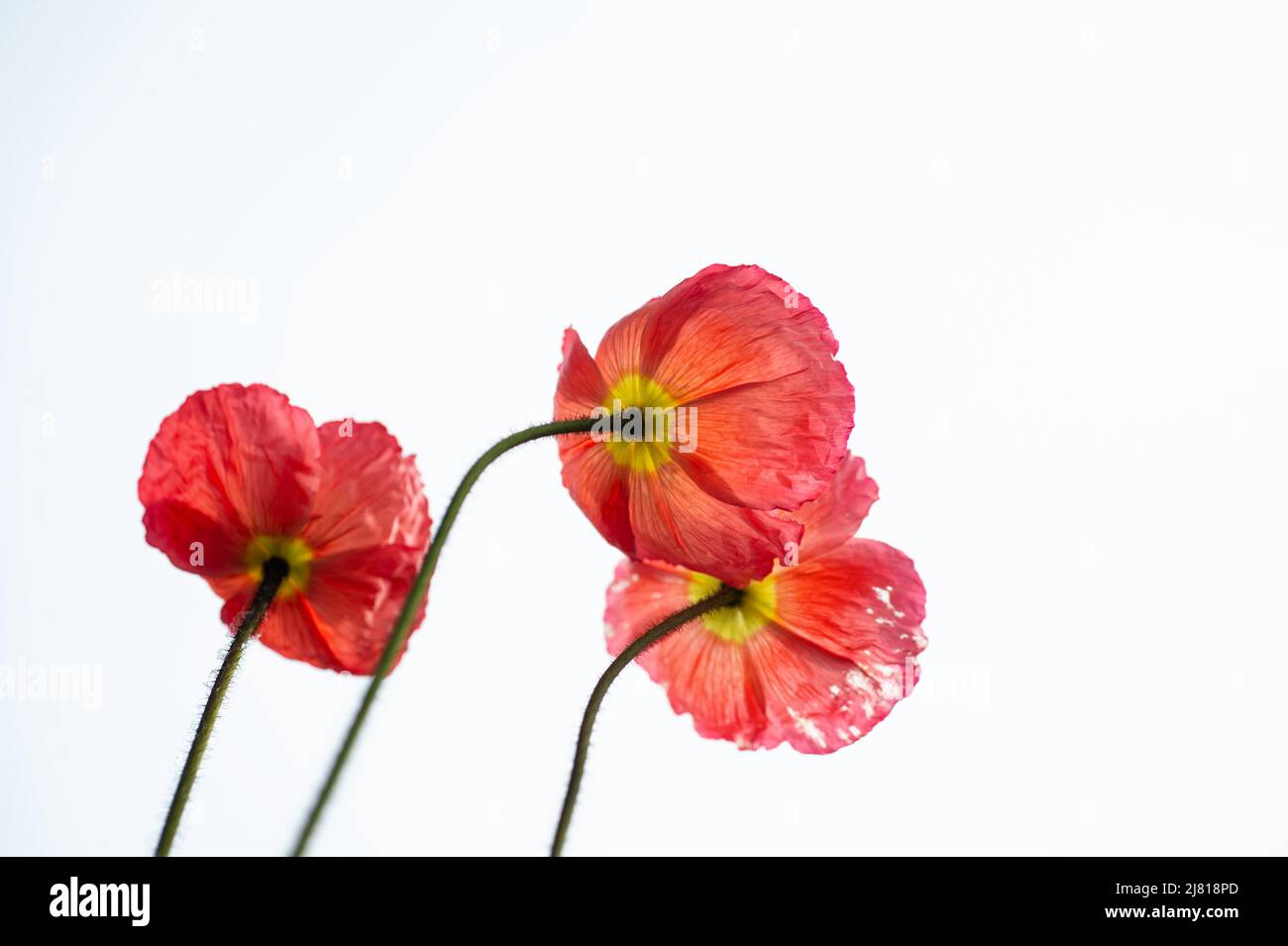Fleurs de pavot d'Islande et ciel. Fleurs de pavot contre le ciel. Fleurs de courte durée. Se prélasser au soleil. Fleur du souvenir. Banque D'Images