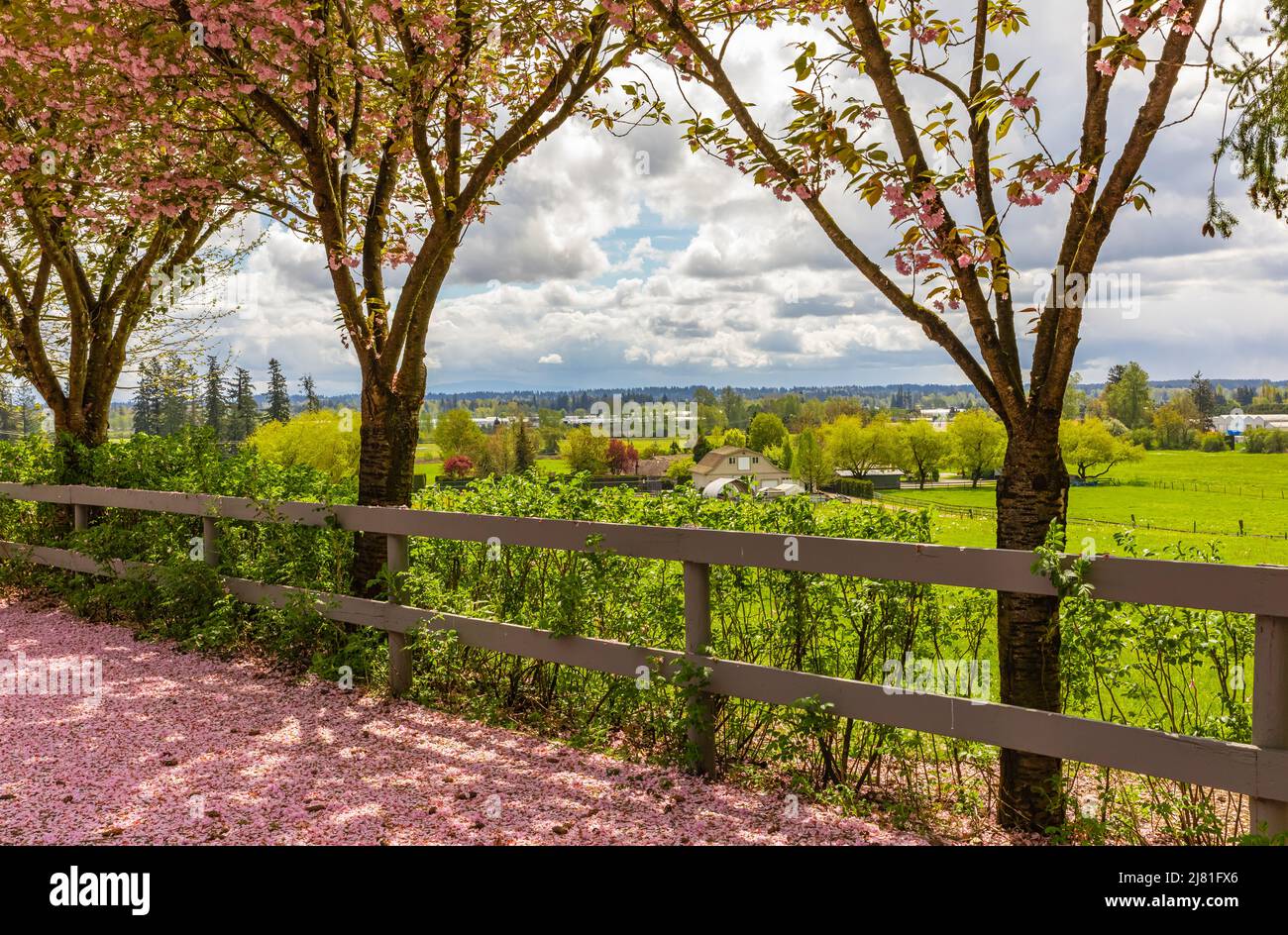 Vue pittoresque de printemps d'un chemin de jardin de rue bordé de magnifiques cerisiers en fleurs. Photo de rue, personne, mise au point sélective Banque D'Images
