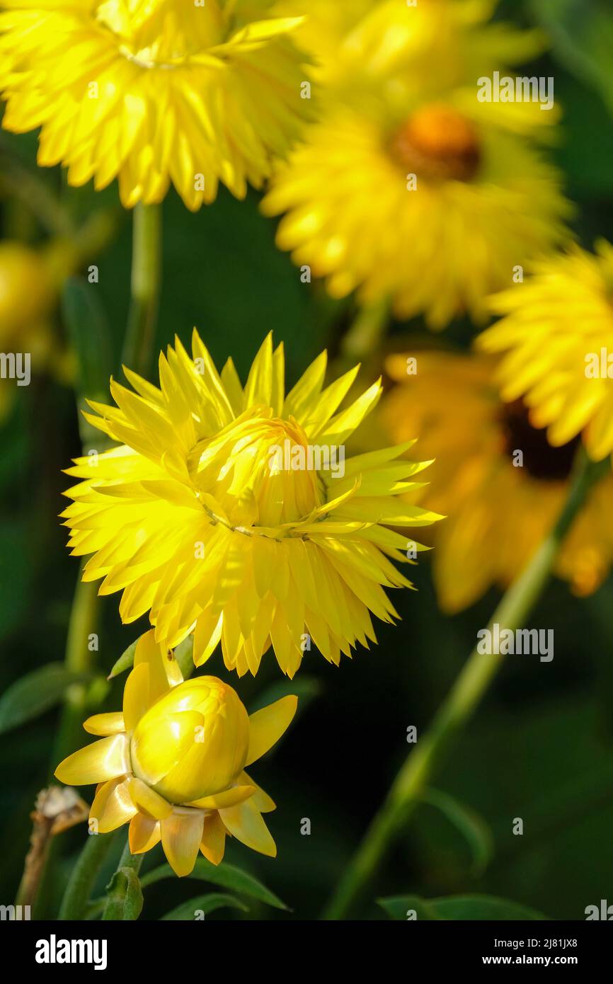 Xerochrysum bracteatum Granvia Gold, fleur éternelle, éverdurée bratée, éverdurée dorée, immortelle, pâquerette en papier, fleur de paille, Banque D'Images
