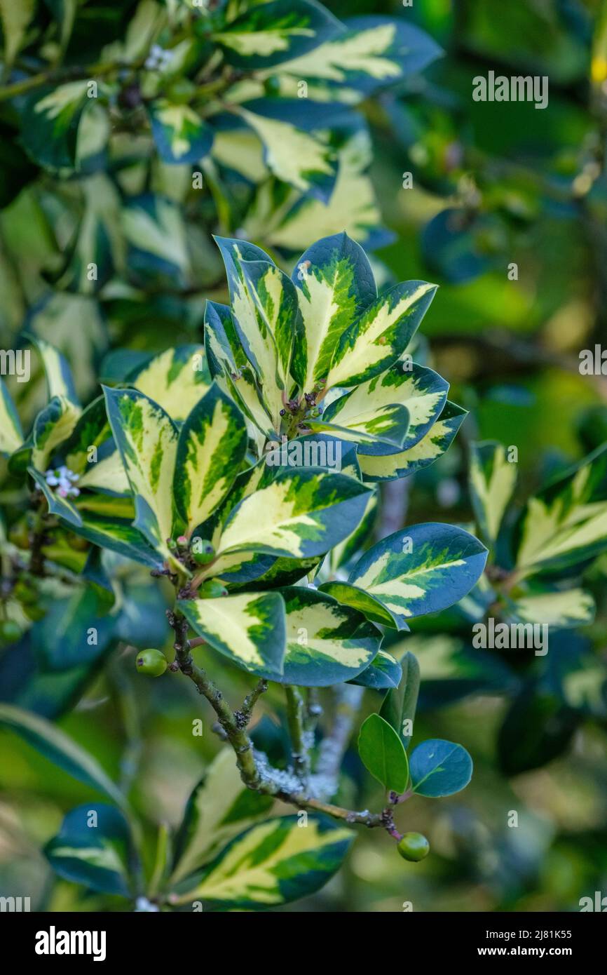 Ilex × altaclerensis 'lawsoniana', Holly 'lawsoniana', Ilex aquafolium 'lawsoniana'. Feuillage décoratif Banque D'Images