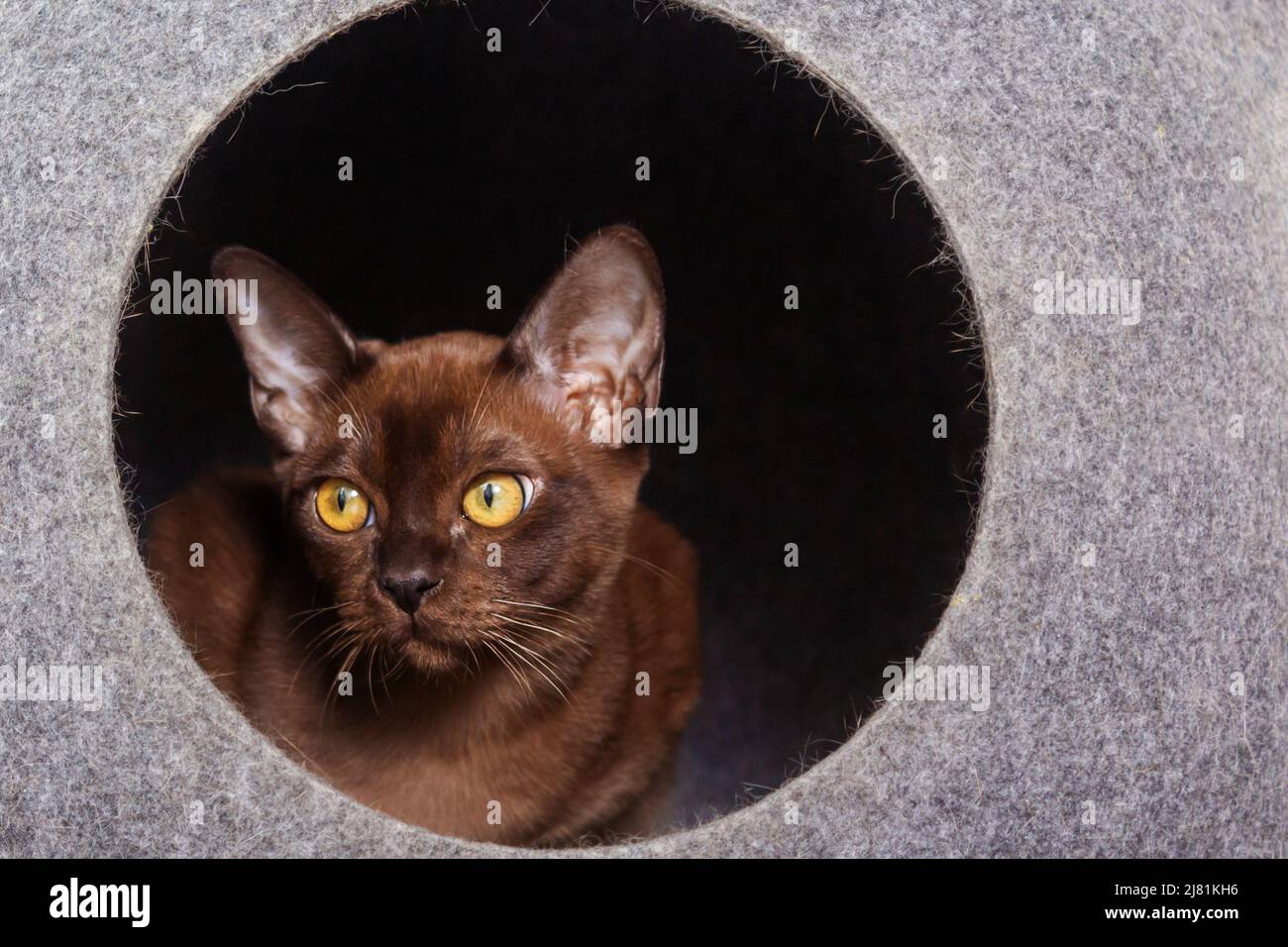 Beau kitten urmese regardant de leur maison. Banque D'Images