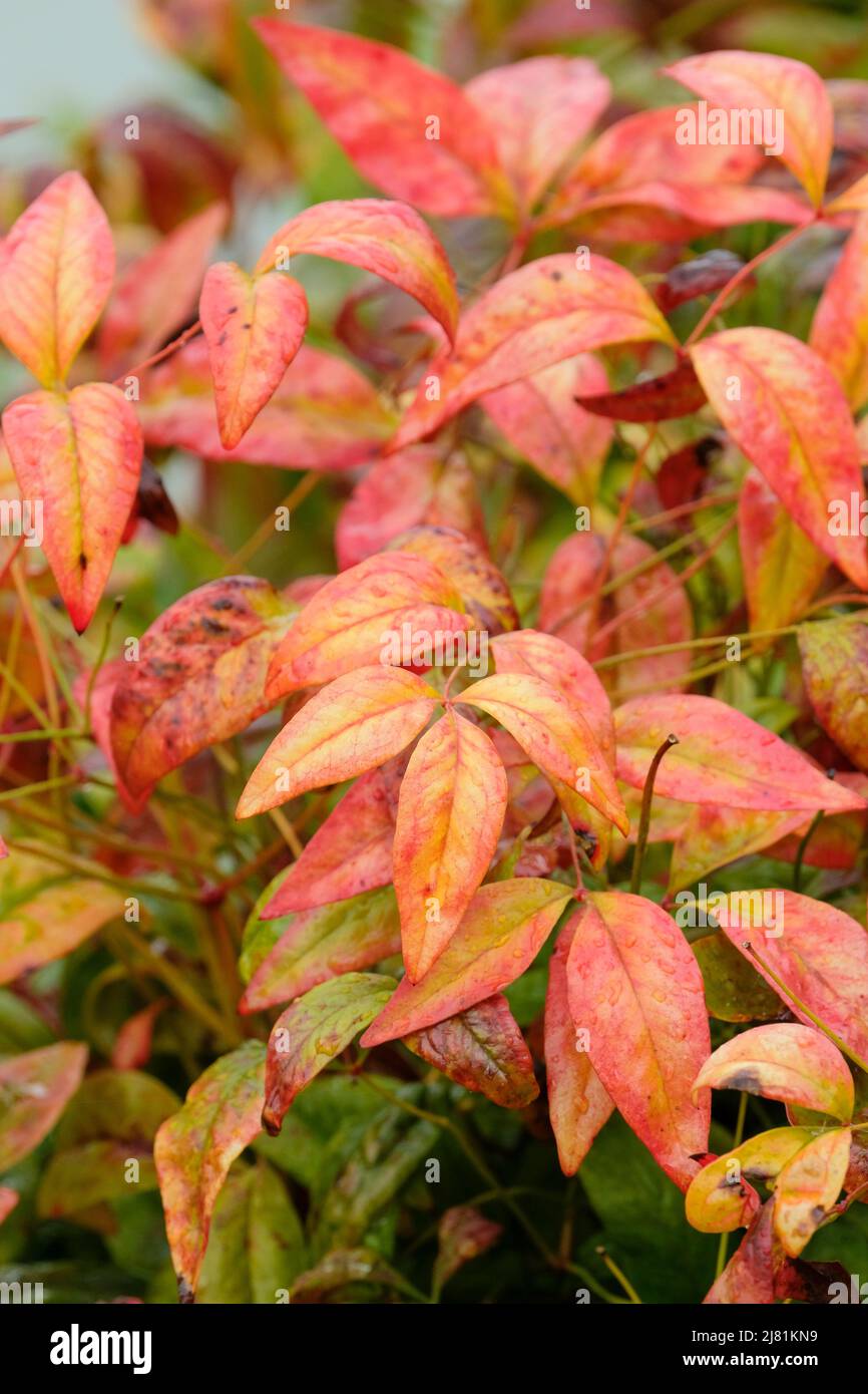 Nandina domestica 'Fire Power' bambou céleste 'Fire Power' Nandina 'Firepower' Banque D'Images