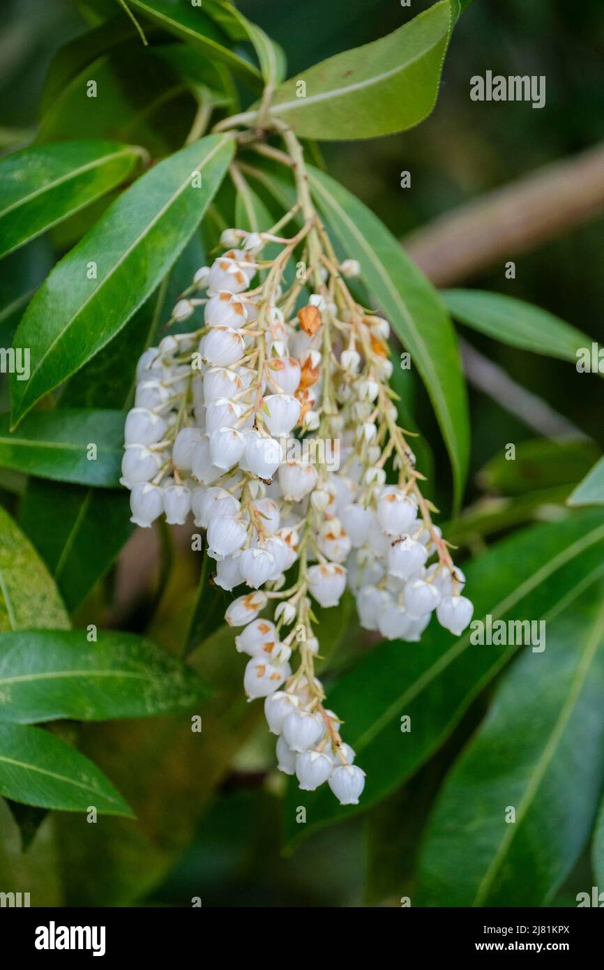 Pieris formosa var. Forrestii ‘Wakehurst’, Himalayan Pieris, Andromeda ou Lily de l’arbuste de la vallée Banque D'Images