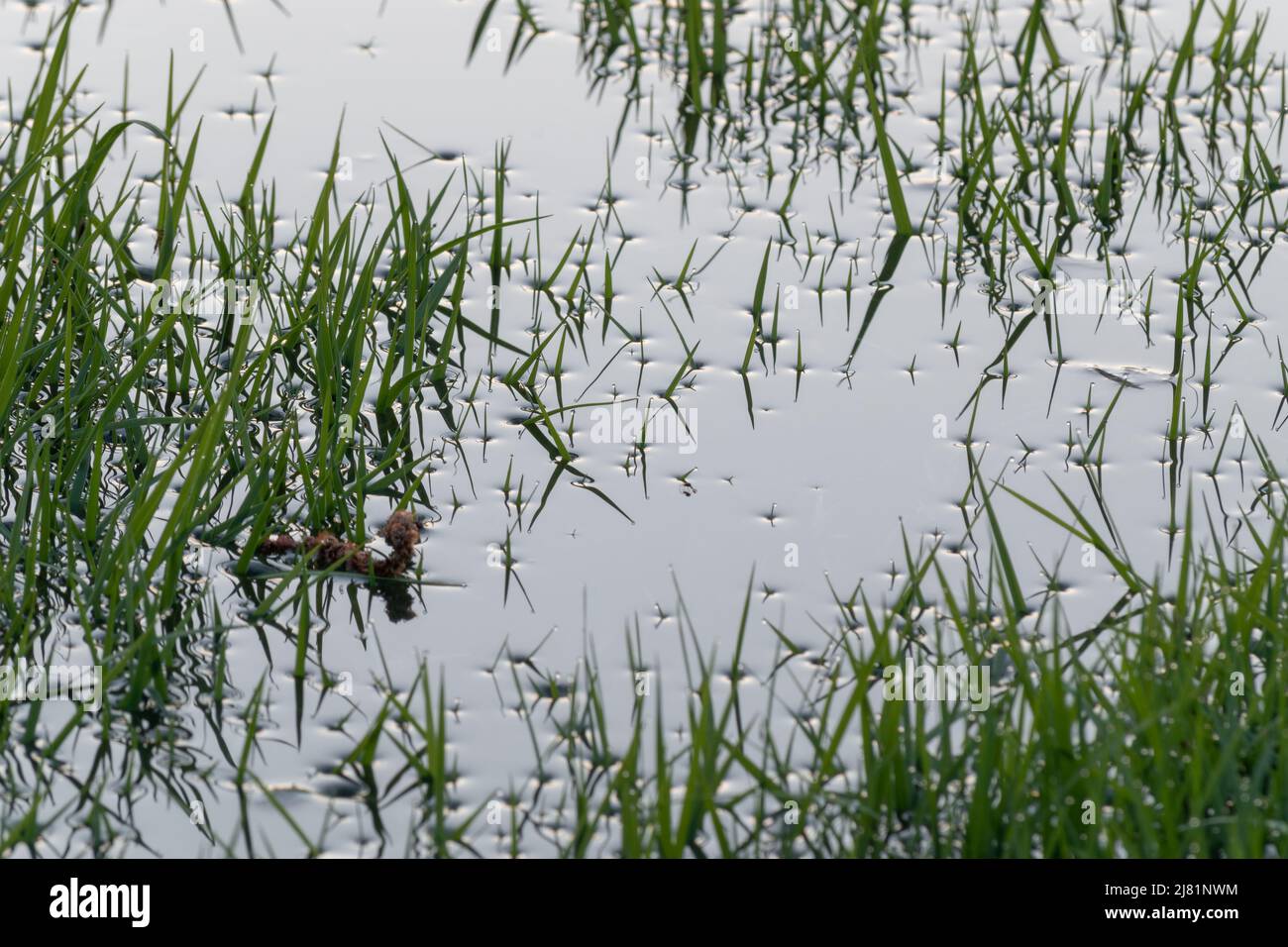 La tension de surface autour des lames d'herbe inondées se rapproche, l'eau tombe sur les pointes d'herbe Banque D'Images