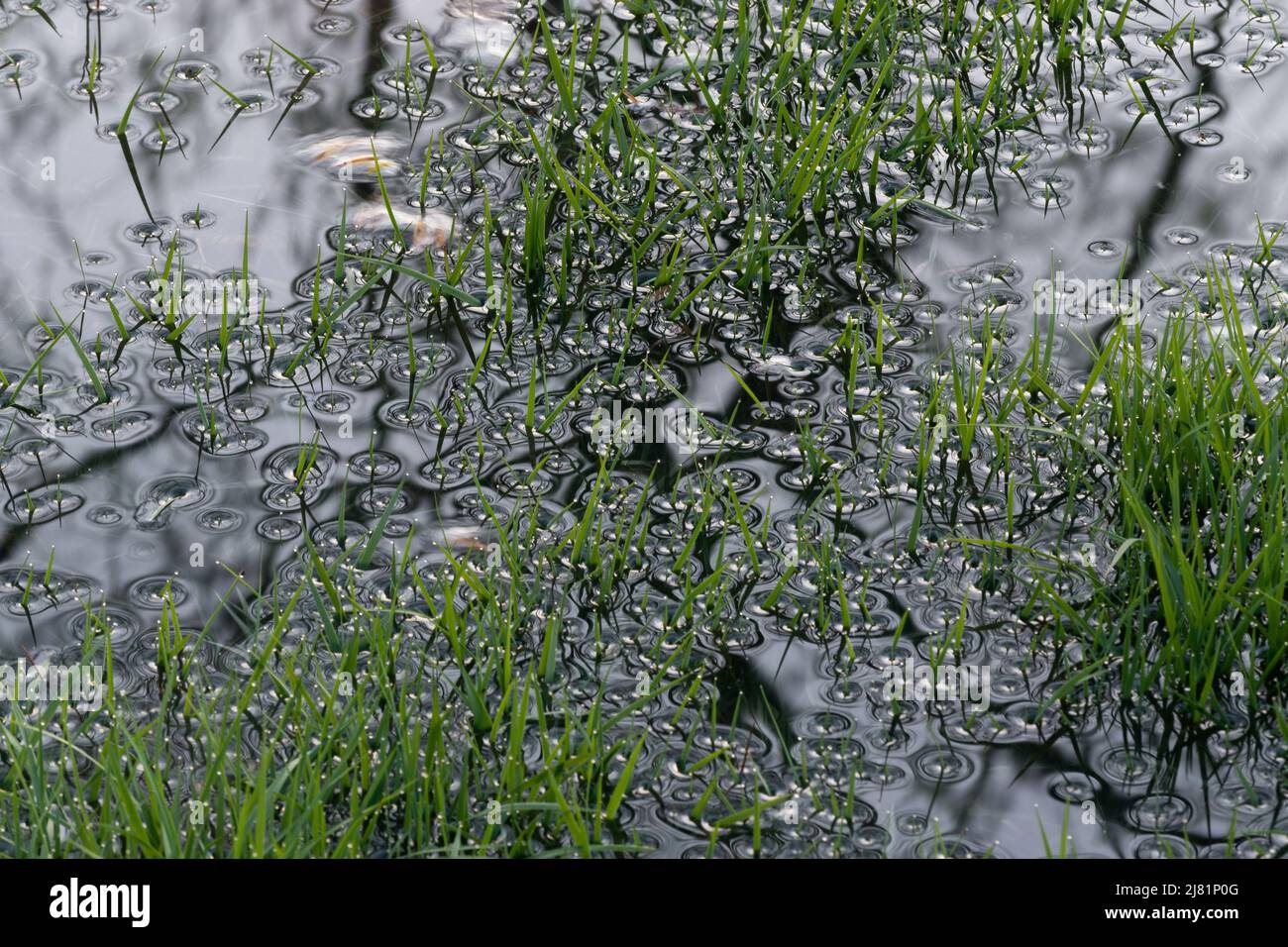 La tension de surface autour des lames d'herbe inondées se rapproche, de petites gouttes d'eau sur les pointes d'herbe Banque D'Images
