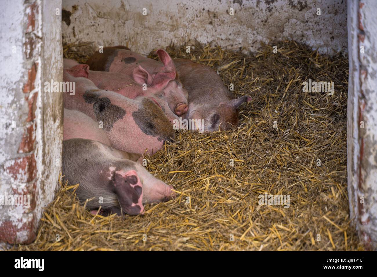 Szentendre, Hongrie - 01 septembre 2021 : cinq petits porcelets roses mignons et à pois dormant sur du foin dans un porcelé dans le célèbre Skanzen de Szentendre Banque D'Images