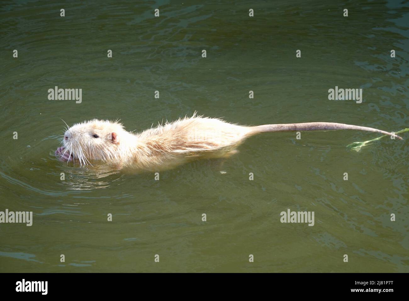 Un rat musqué albino nage dans l'eau fixe. L'albinisme est l'absence congénitale de mélanine chez un animal, une plante ou une personne. Banque D'Images