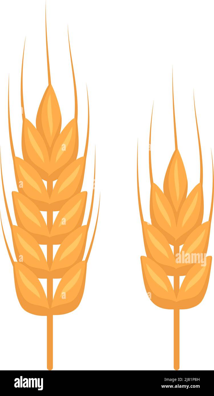 Oreille d'or de blé, grains pour faire de la farine, pain à pâte et autres aliments. Illustration vectorielle plate Illustration de Vecteur