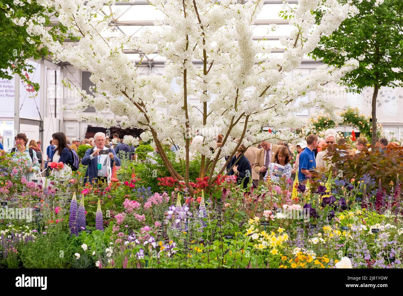 Visiteurs à la RHS Chelsea Flower Show 2019 autour des pépinières Hillier s'affichent dans le Grand Pavillon, London, UK Banque D'Images