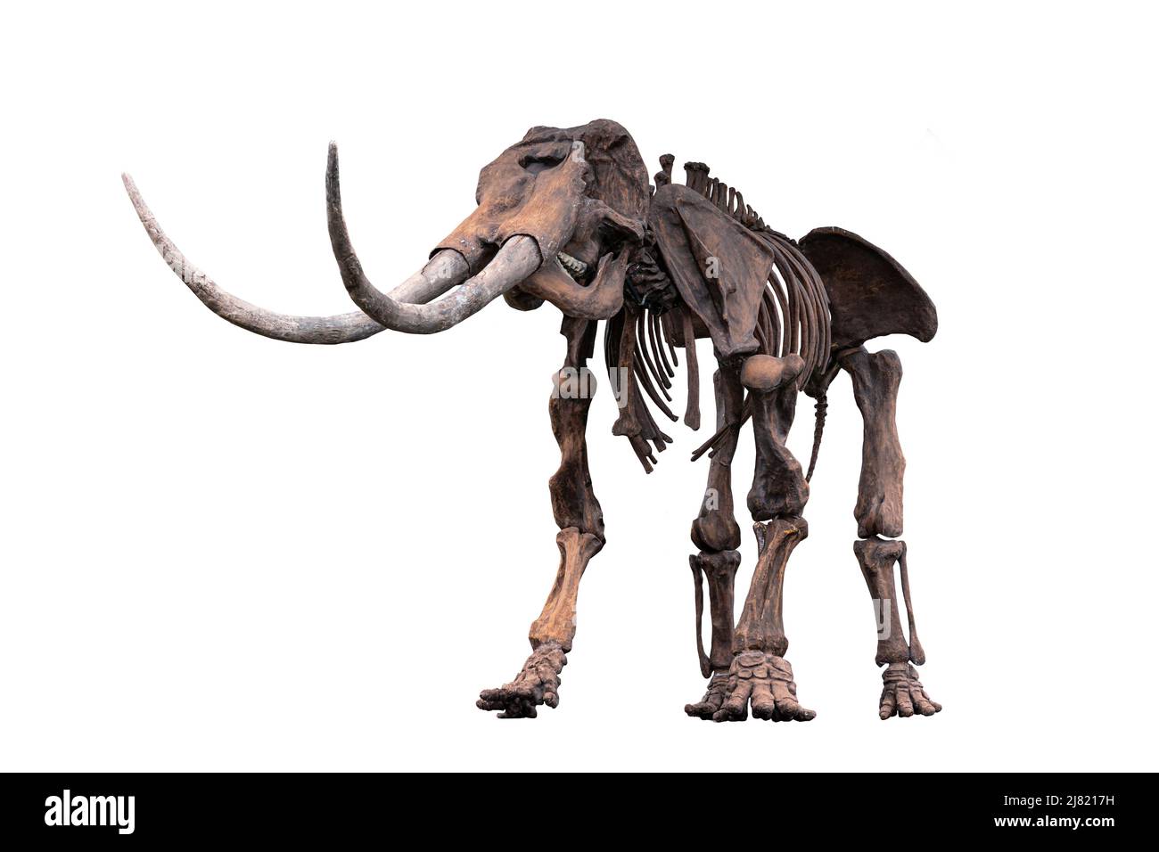 un ancien squelette d'un animal préhistorique isolé sur fond blanc Banque D'Images