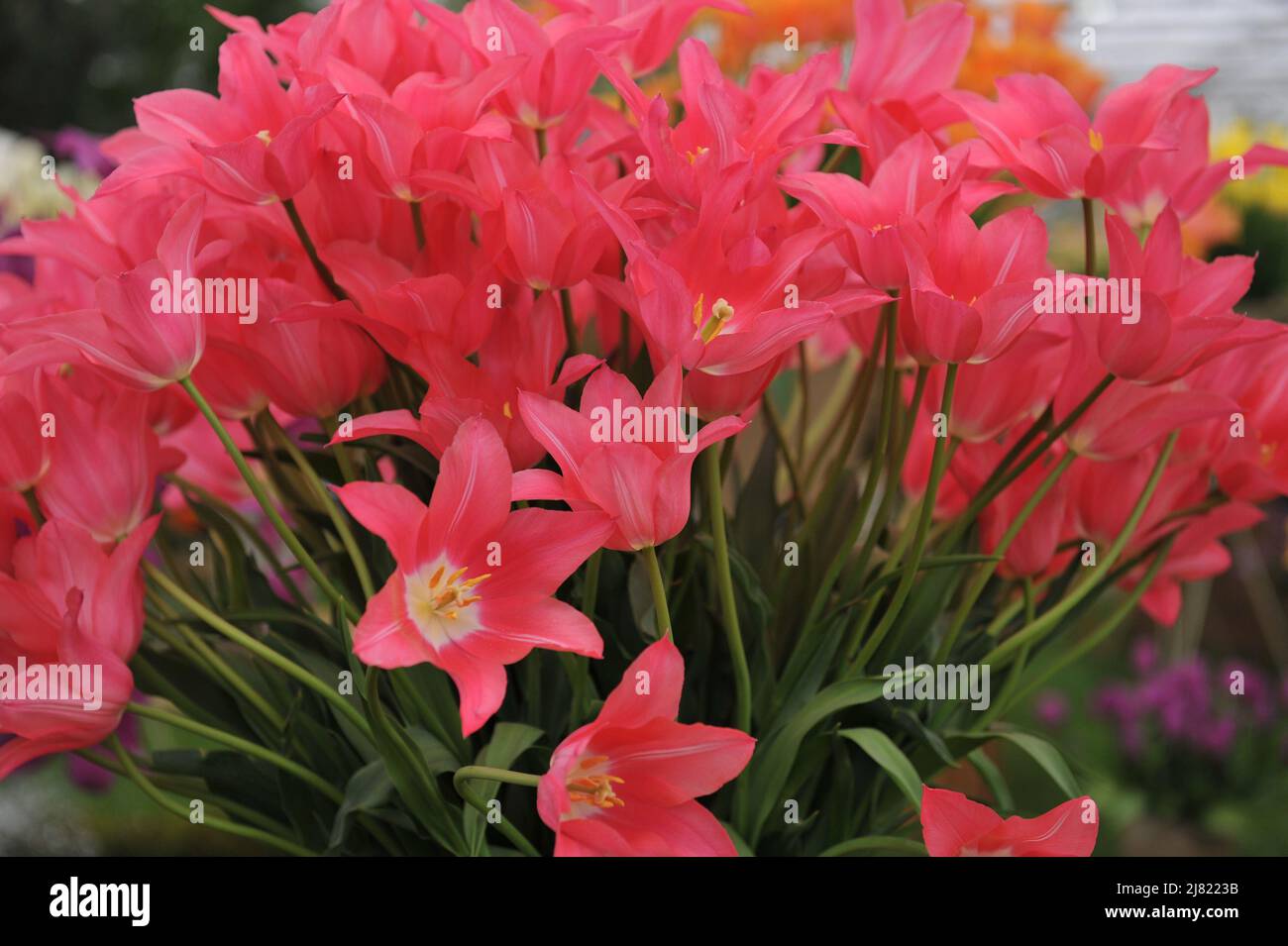 Un bouquet de tulipes roses à fleurs de nénuphars (Tulipa) Mariette fleurissent lors d'une exposition en mai Banque D'Images
