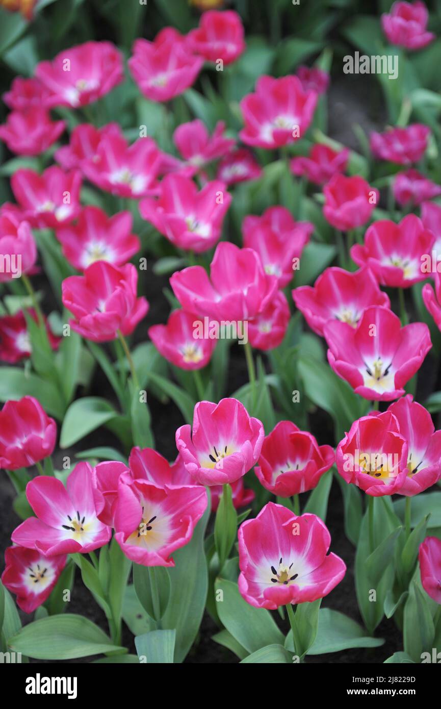 Tulipes roses et blanches (Tulipa) Marquez la fleur rose dans un jardin en avril Banque D'Images