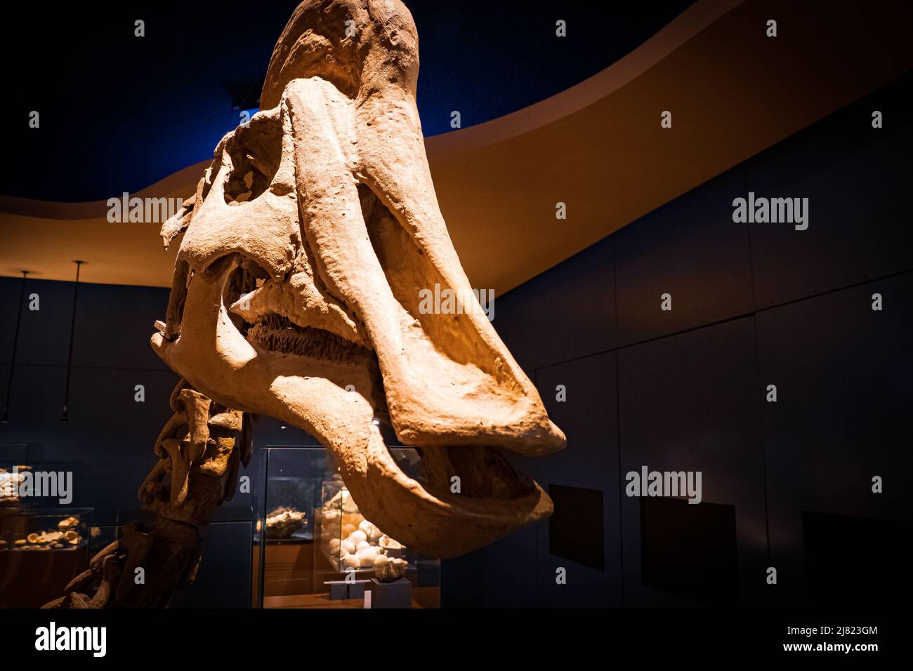 Vue sur le crâne fossile d'un dinosaure d'Hadrosaurus Banque D'Images