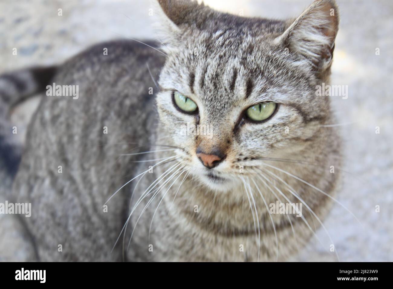 île les Saintes, Guadeloupe Banque D'Images