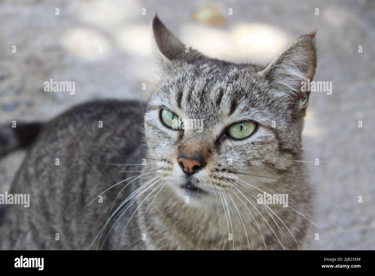 île les Saintes, Guadeloupe Banque D'Images