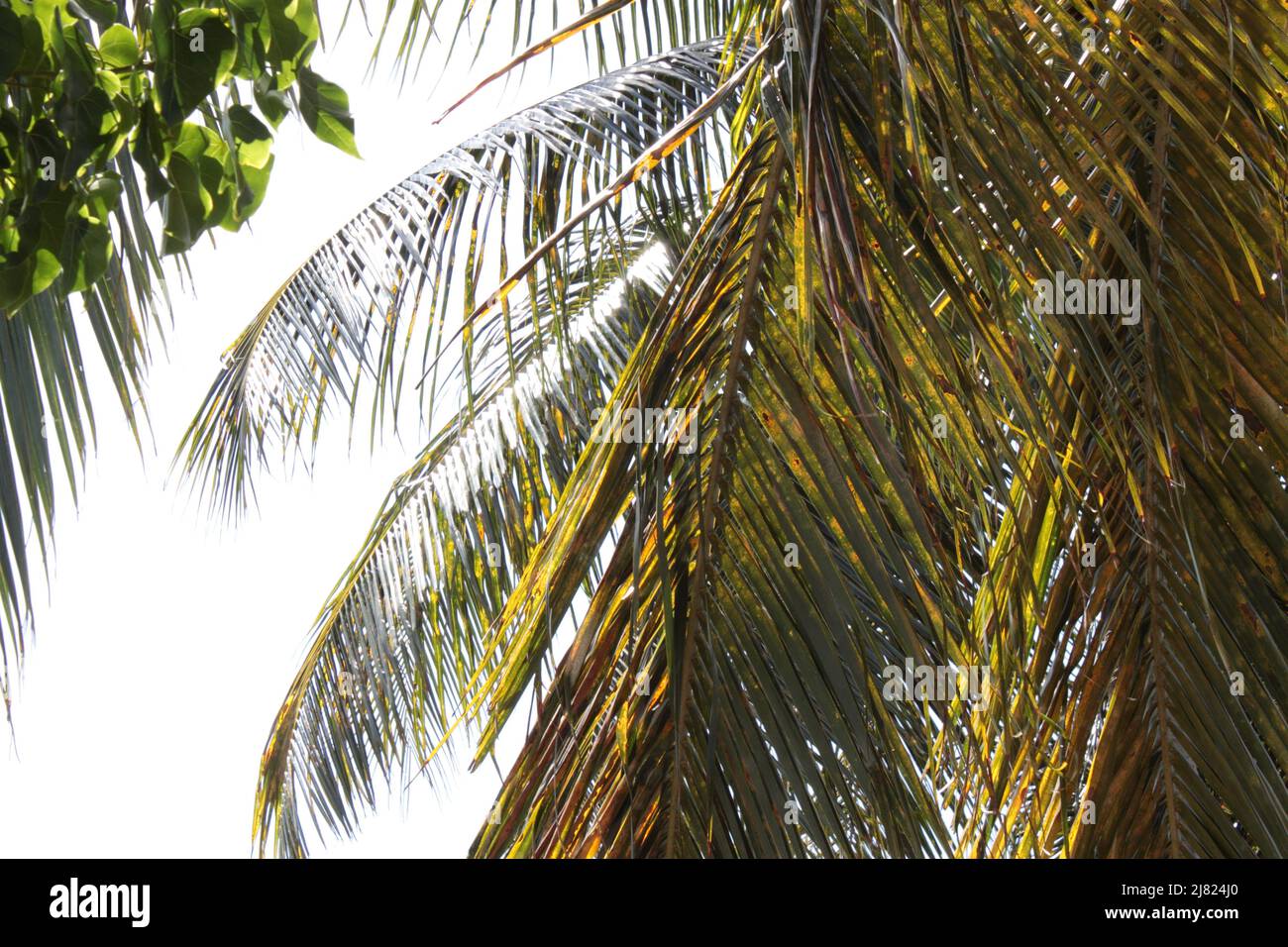 île les Saintes, Guadeloupe Banque D'Images
