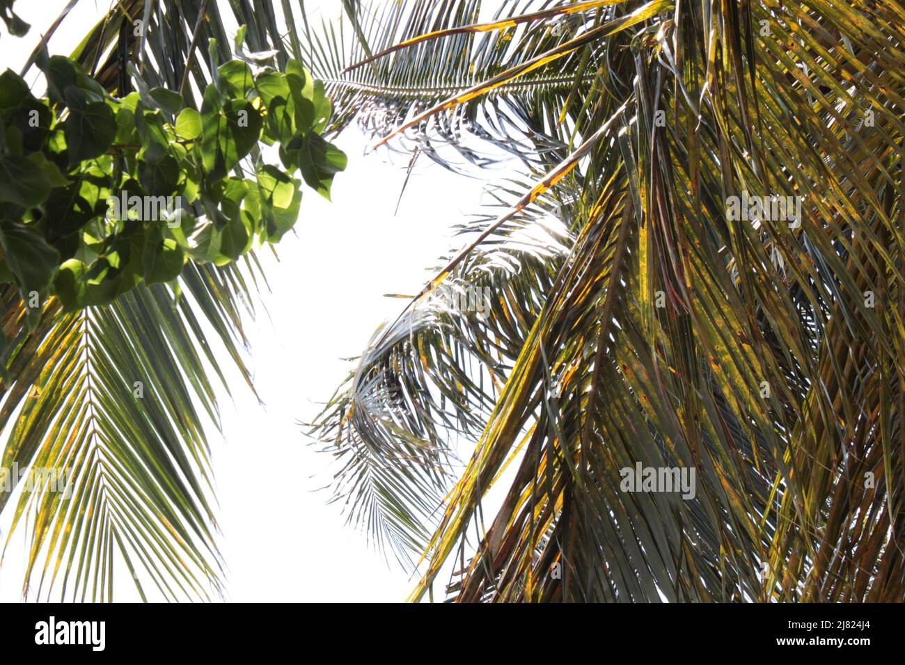 île les Saintes, Guadeloupe Banque D'Images