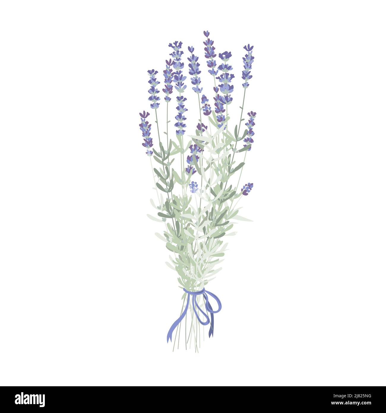 Élégant bouquet de fleurs de lavande, bouquet de lavande avec un ruban violet. Illustration vectorielle isolée sur blanc Illustration de Vecteur