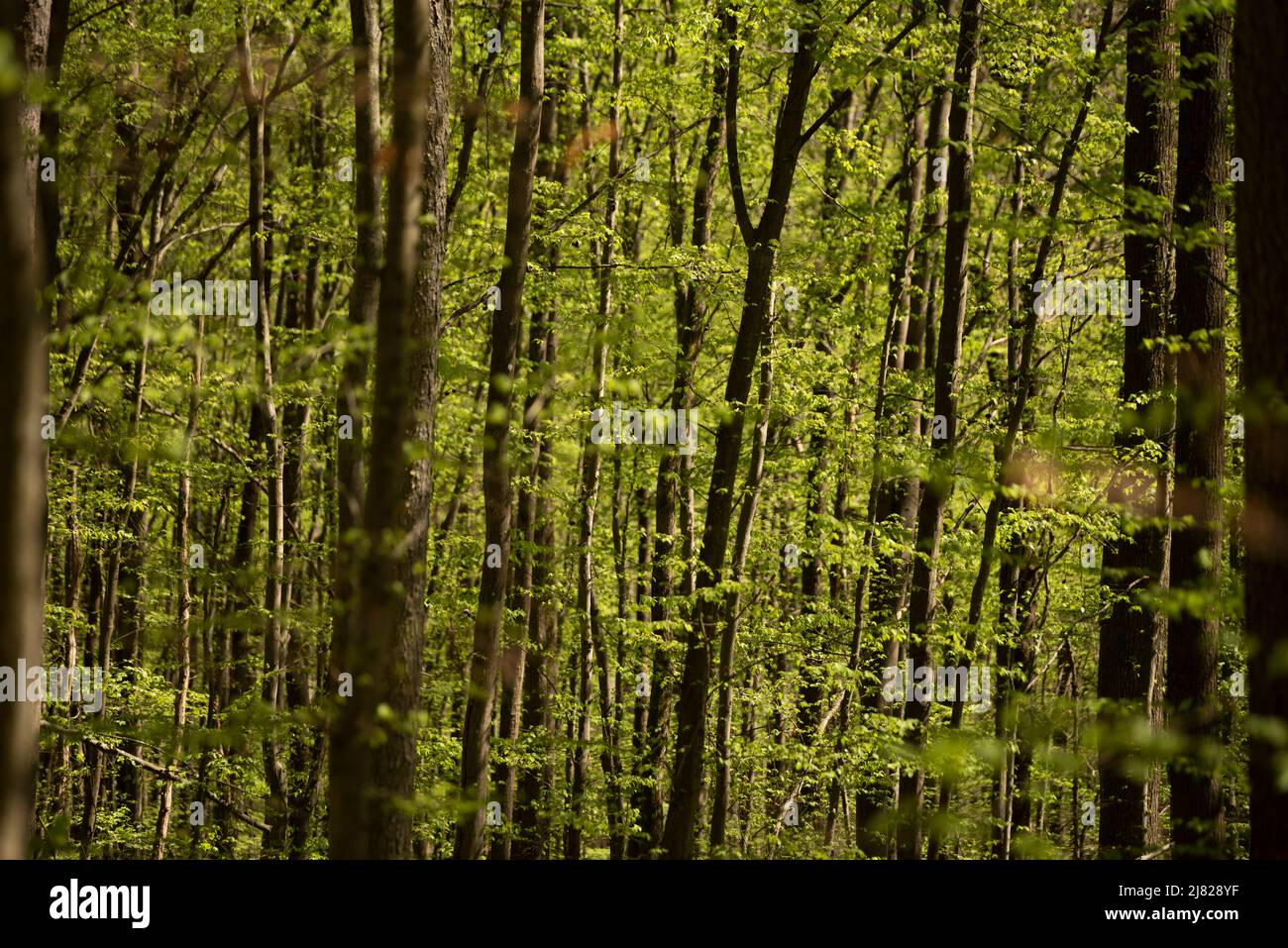 Une profusion de la nouvelle croissance au printemps, dans une forêt près de PeterStirn, en Bavière, en Allemagne. Banque D'Images