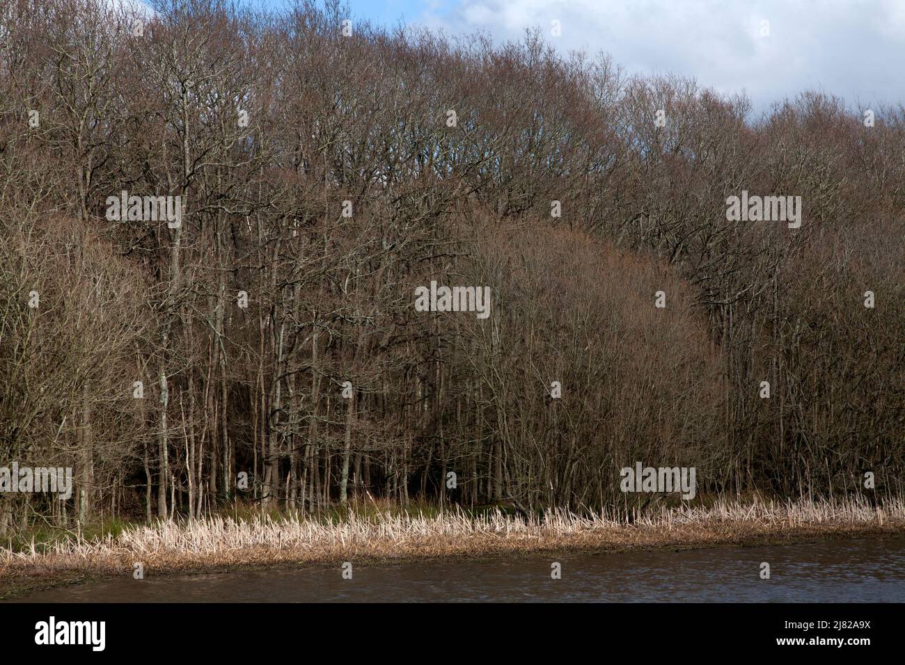 arbres au début du printemps, bordure de l'étang ragoût epsom commune nord downs surrey angleterre Banque D'Images