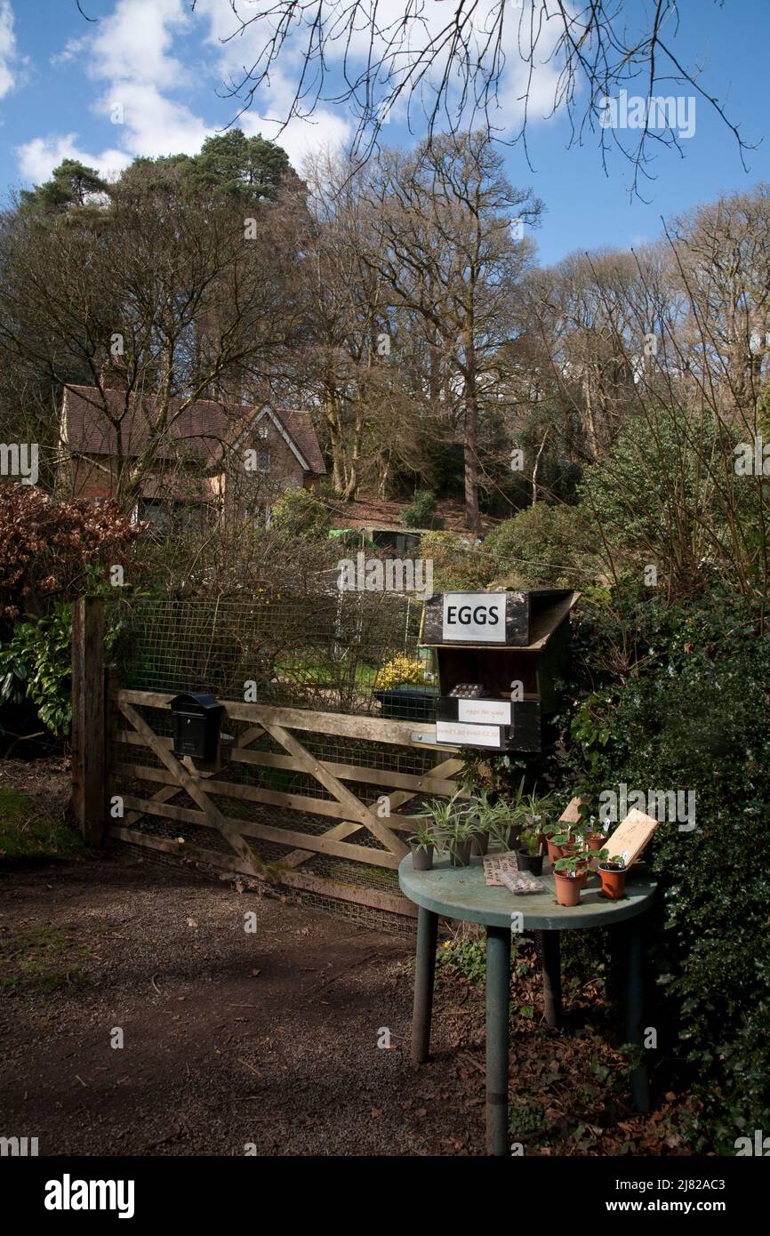 oeufs et plantes d'extérieur et d'intérieur à vendre à l'extérieur d'une maison, rue vendredi nord downs surrey angleterre Banque D'Images