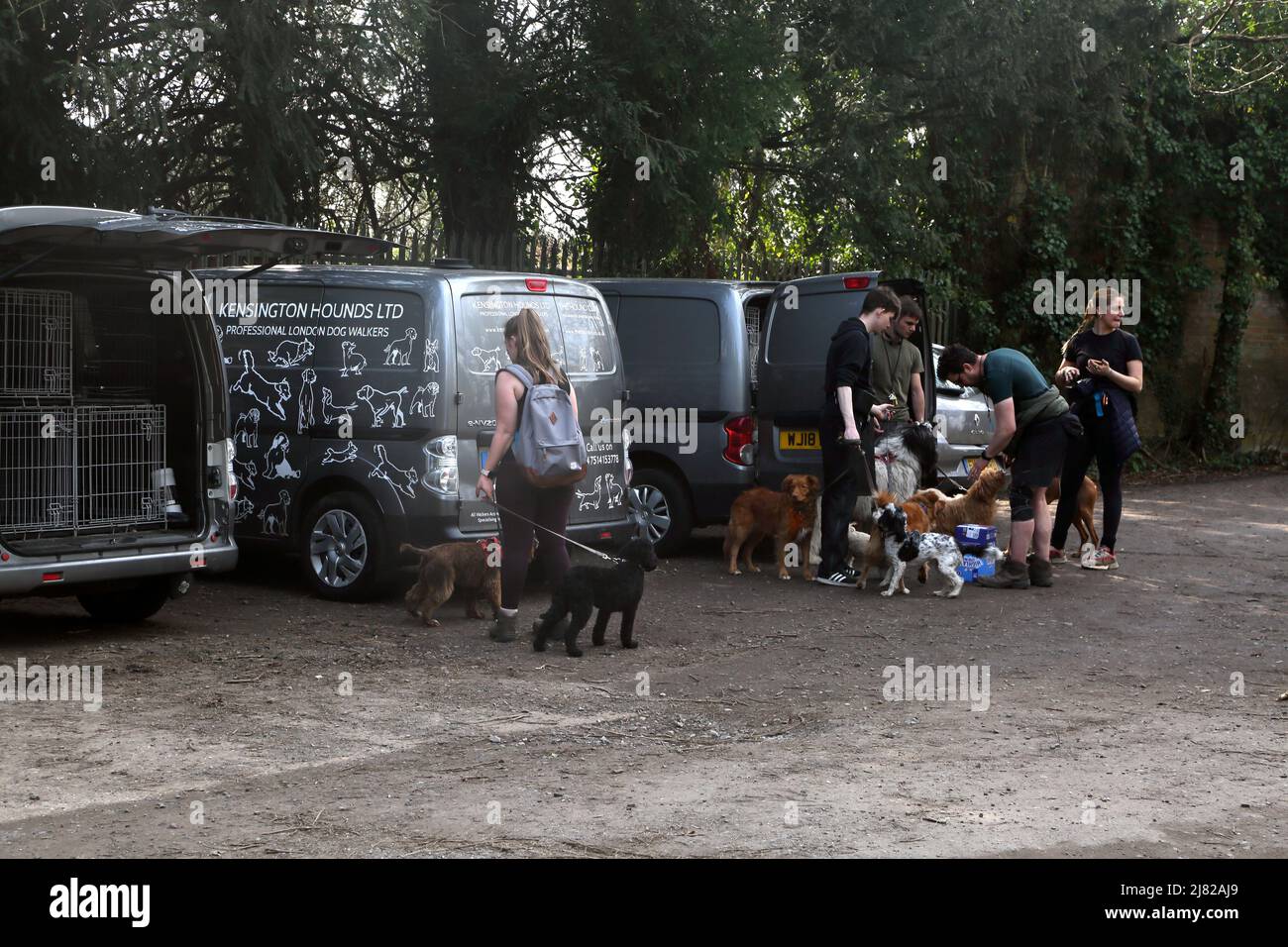 Chiens de promenade dans le parc automobile Dorking Surrey, Angleterre Banque D'Images
