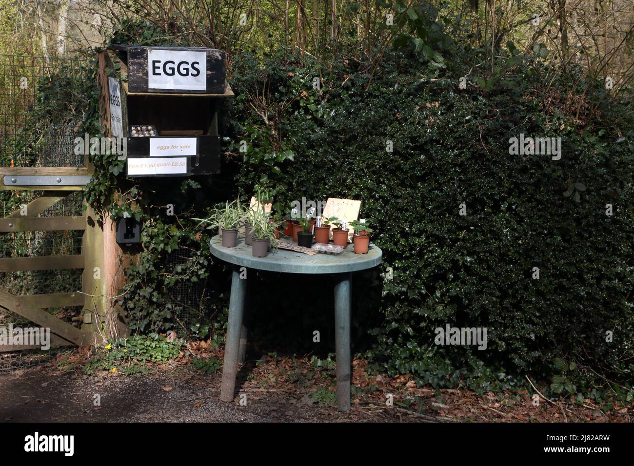 Vendredi Street Surrey England Table avec oeufs et plantes intérieures et extérieures à vendre Banque D'Images