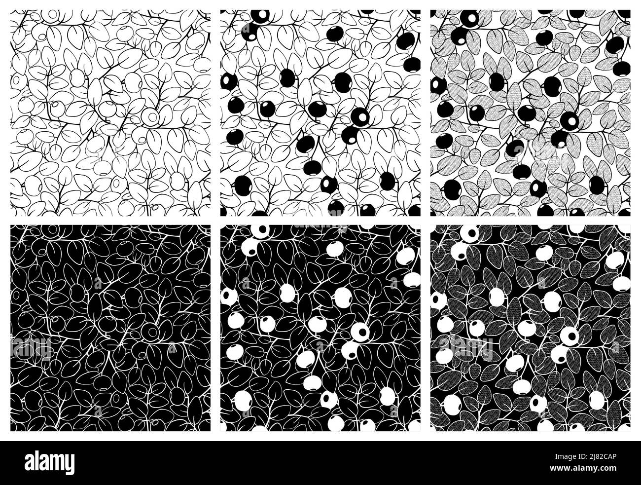 Motif sans couture noir bleuet blanc. Illustration vectorielle faite à la main Illustration de Vecteur