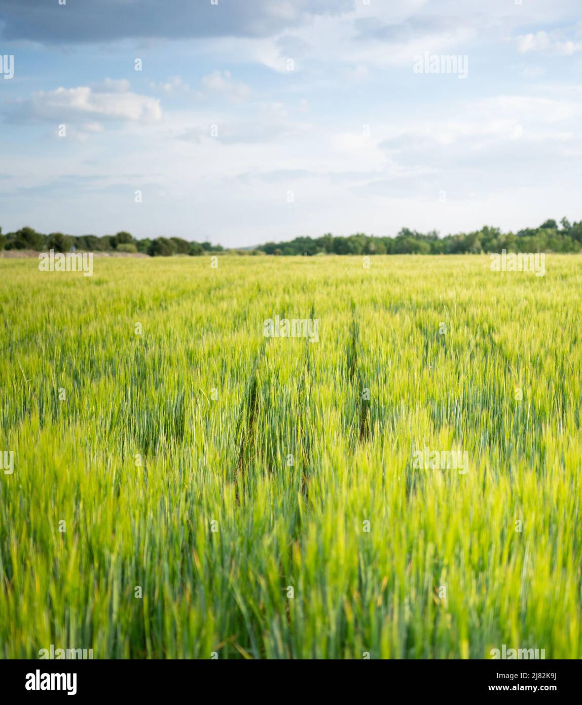 profitez de ce que mes yeux voient Banque D'Images