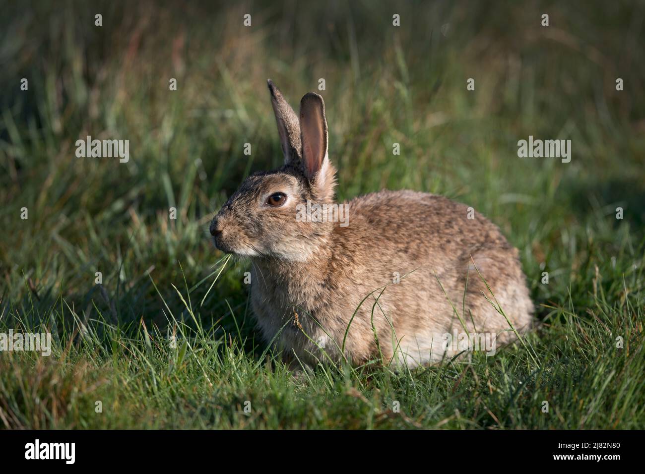 Lapin sauvage, assis au soleil, mâchant l'herbe Banque D'Images