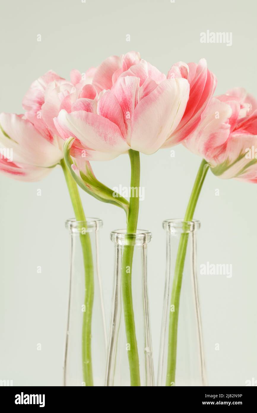 Trois doubles tulipes blanches et roses Finola dans des vases en verre Banque D'Images