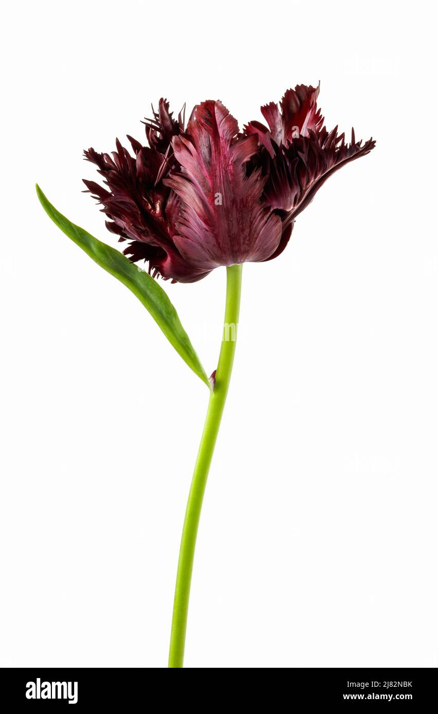 Tulipe « Parrot noir » isolée sur fond blanc Banque D'Images
