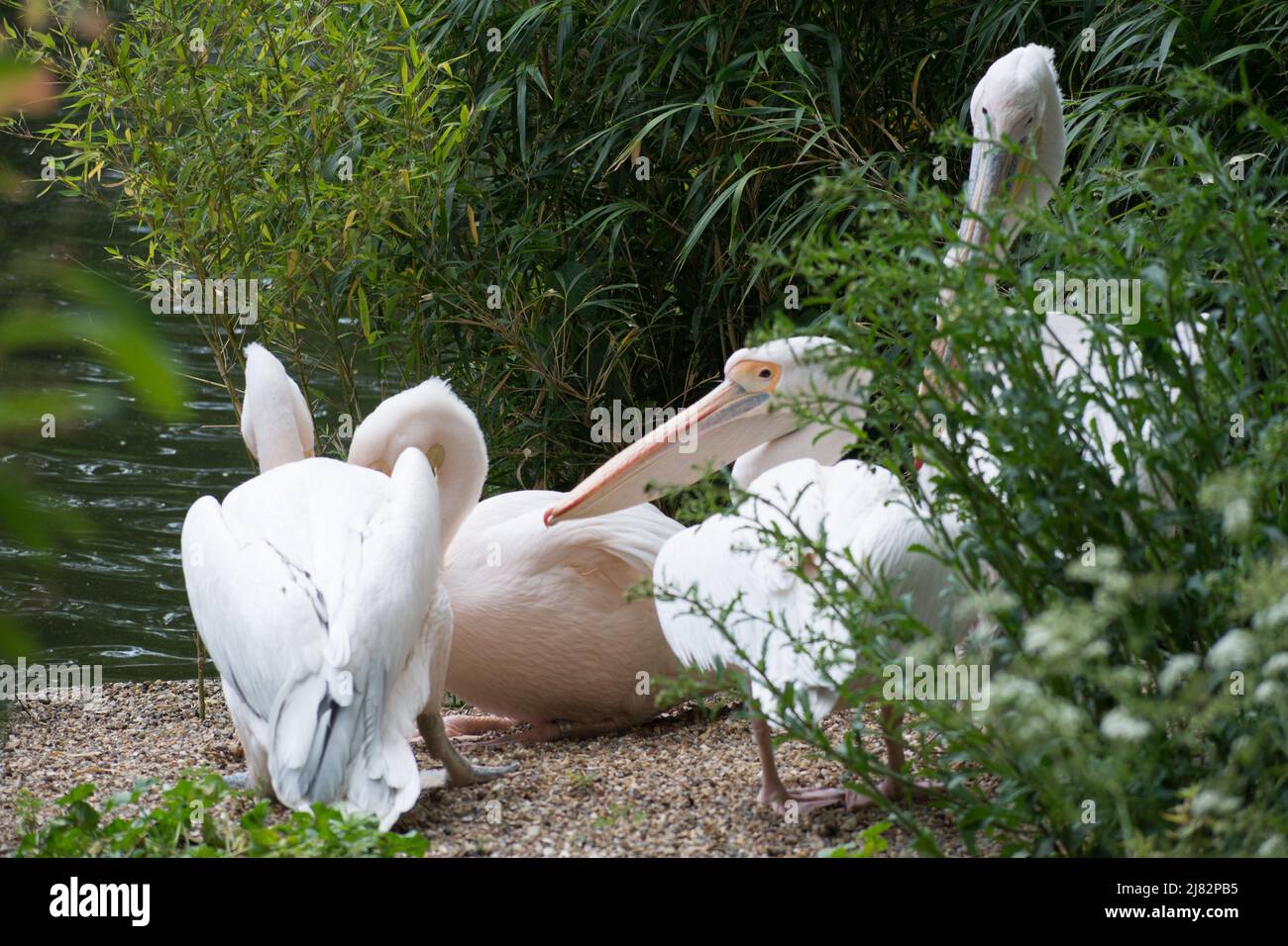 Londres, Royaume-Uni. - 12 mars 2022. White Pelicans dans le parc St Jame's - la vague de chaleur de mai revient à Londres, Royaume-Uni. - 12 mars 2022. Banque D'Images