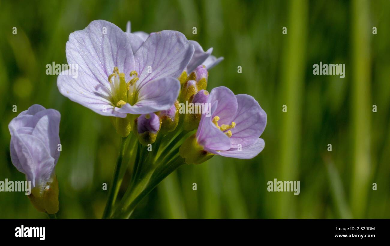 Belle fleur de coucou, délicates couleurs de fleurs, structure de pétale visible. Une belle gamme de couleurs. En arrière-plan, l'herbe verte est floue. Banque D'Images