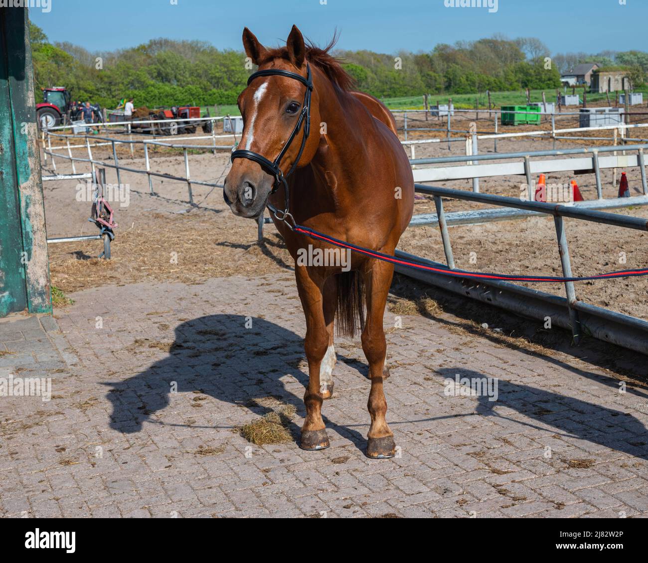 Ce magnifique cheval marron avec une jument de châtaignier est debout dans une école d'équitation Banque D'Images