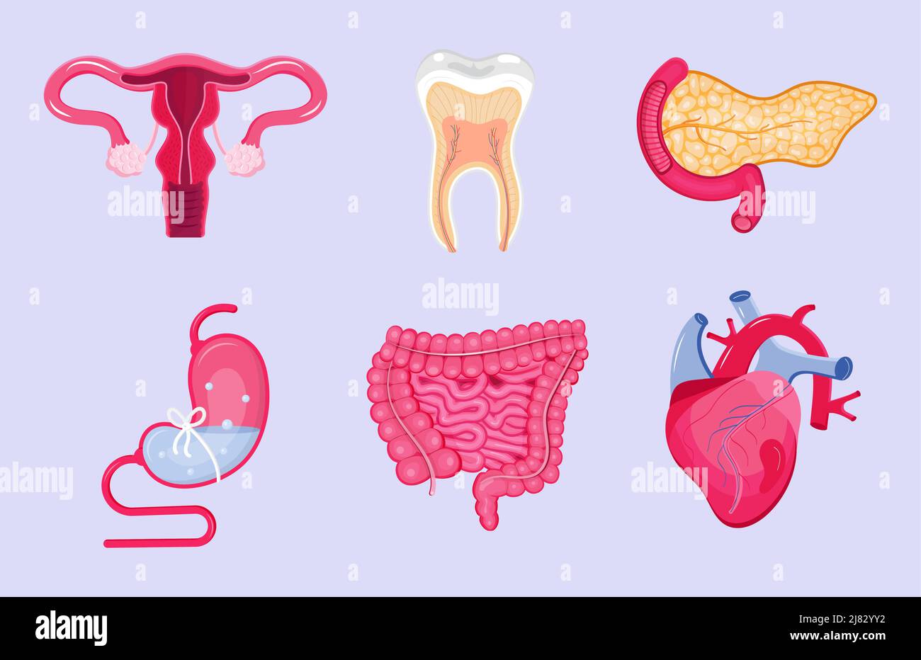 Ensemble de vecteur des organes internes humains. Le pancréas, le cœur, l'intestin, la dent sont isolés sur fond blanc. Icône de dessin animé vecteur de l'anatomie de l'estomac, ut Illustration de Vecteur