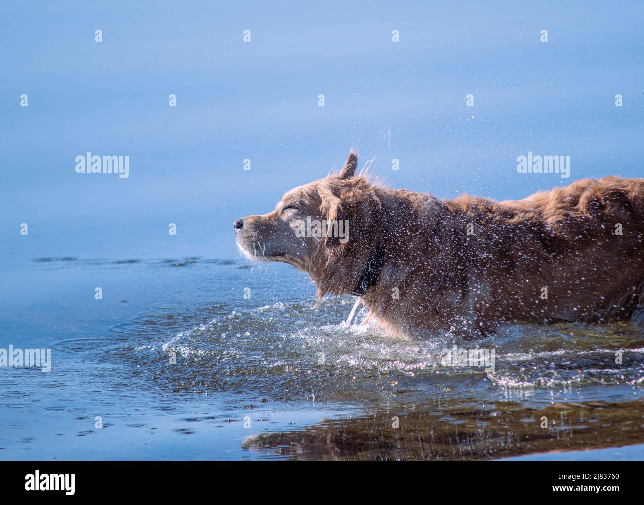 Golden Retriever dans la mer Banque D'Images