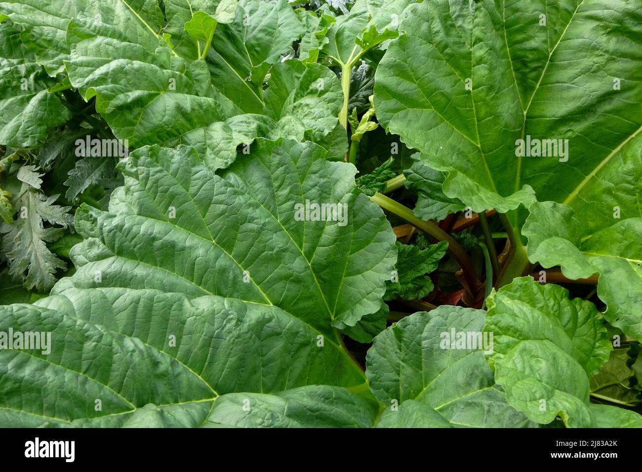 Les grandes feuilles de rhubarbe, qui poussent au bord de l'allotissement. Banque D'Images