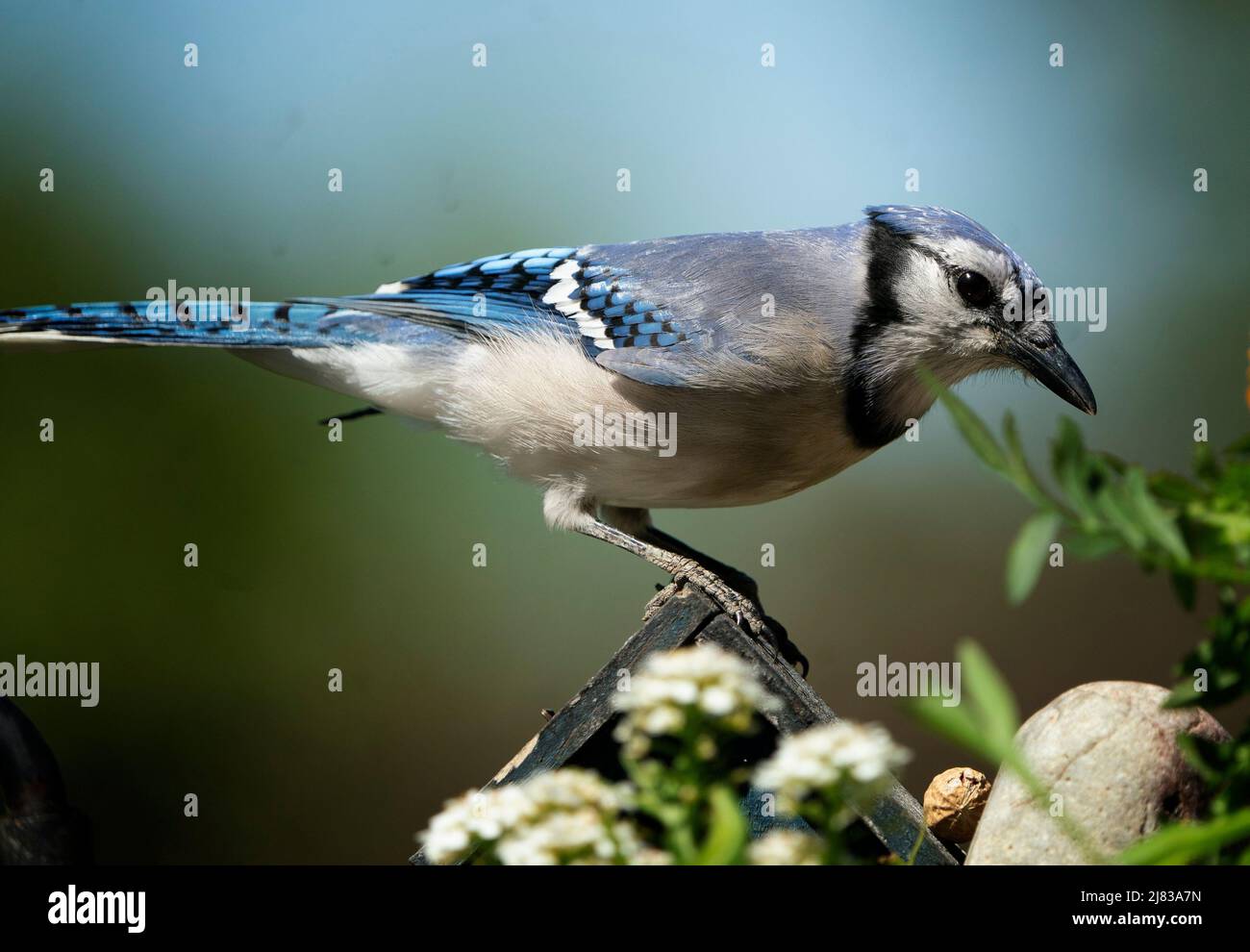 Bluejay atterrit sur le toit d'une maison d'oiseaux Banque D'Images