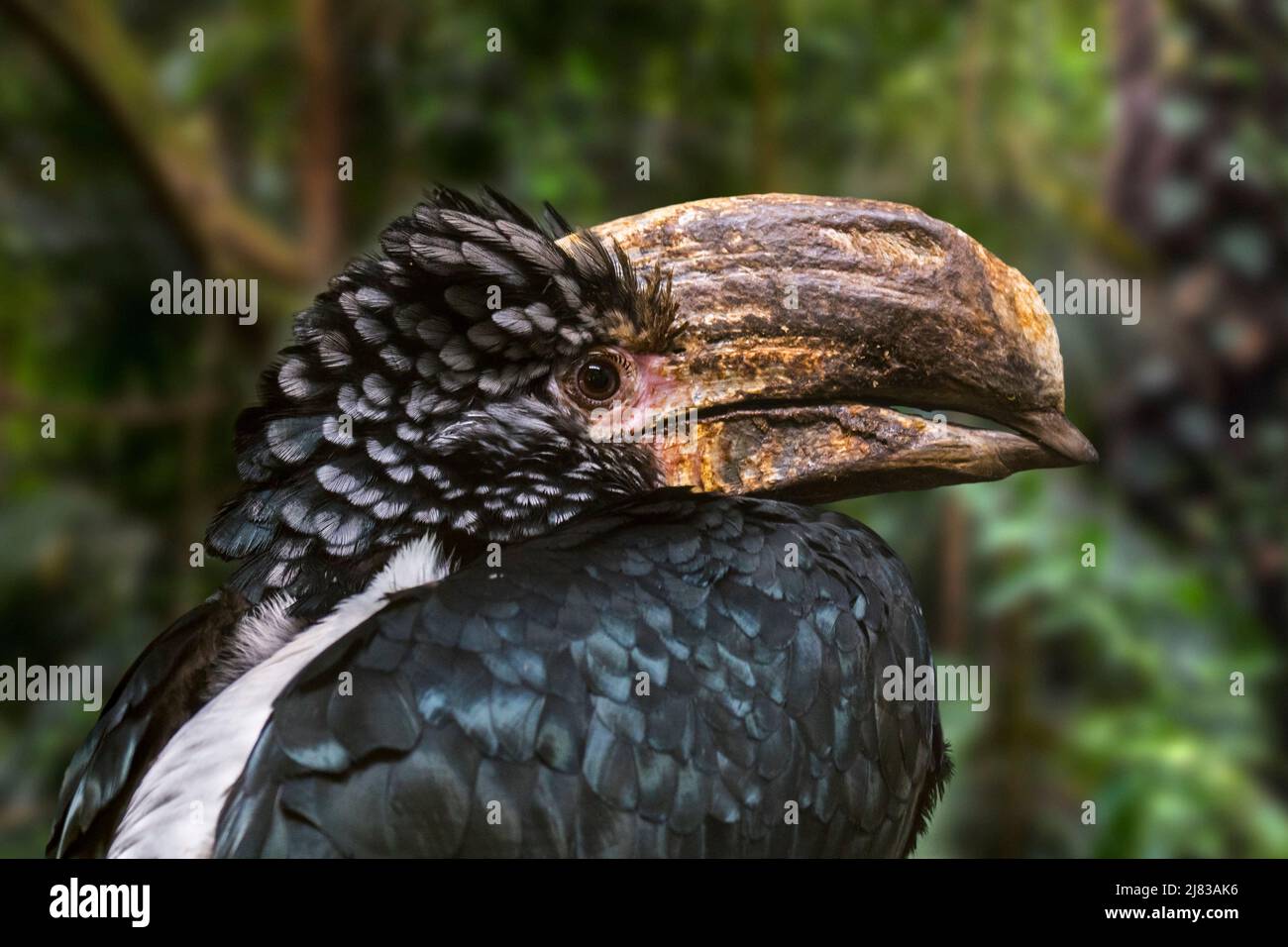 Charme argenté (Bycanistes brevis / Ceratogymna brevis) gros plan, originaire d'Afrique de l'est Banque D'Images