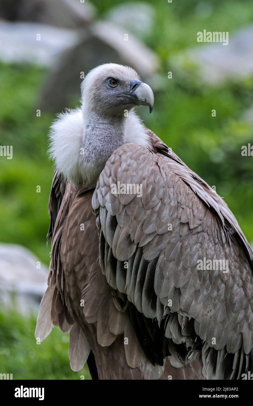 Vautour de Griffon / oiseau charpeux eurasien de griffon (Gyps fulvus) originaire du sud de l'Europe, de l'Afrique du Nord et de l'Asie Banque D'Images