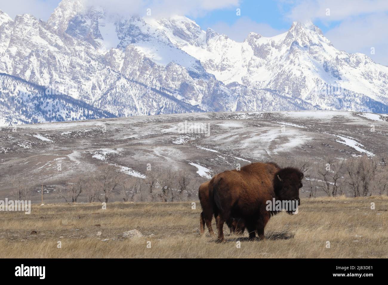 Un bison des plaines avec la neige a couvert les montagnes Teton au refuge national des wapitis le 5 avril 2022 à Jackson Hole, Wyoming. Banque D'Images