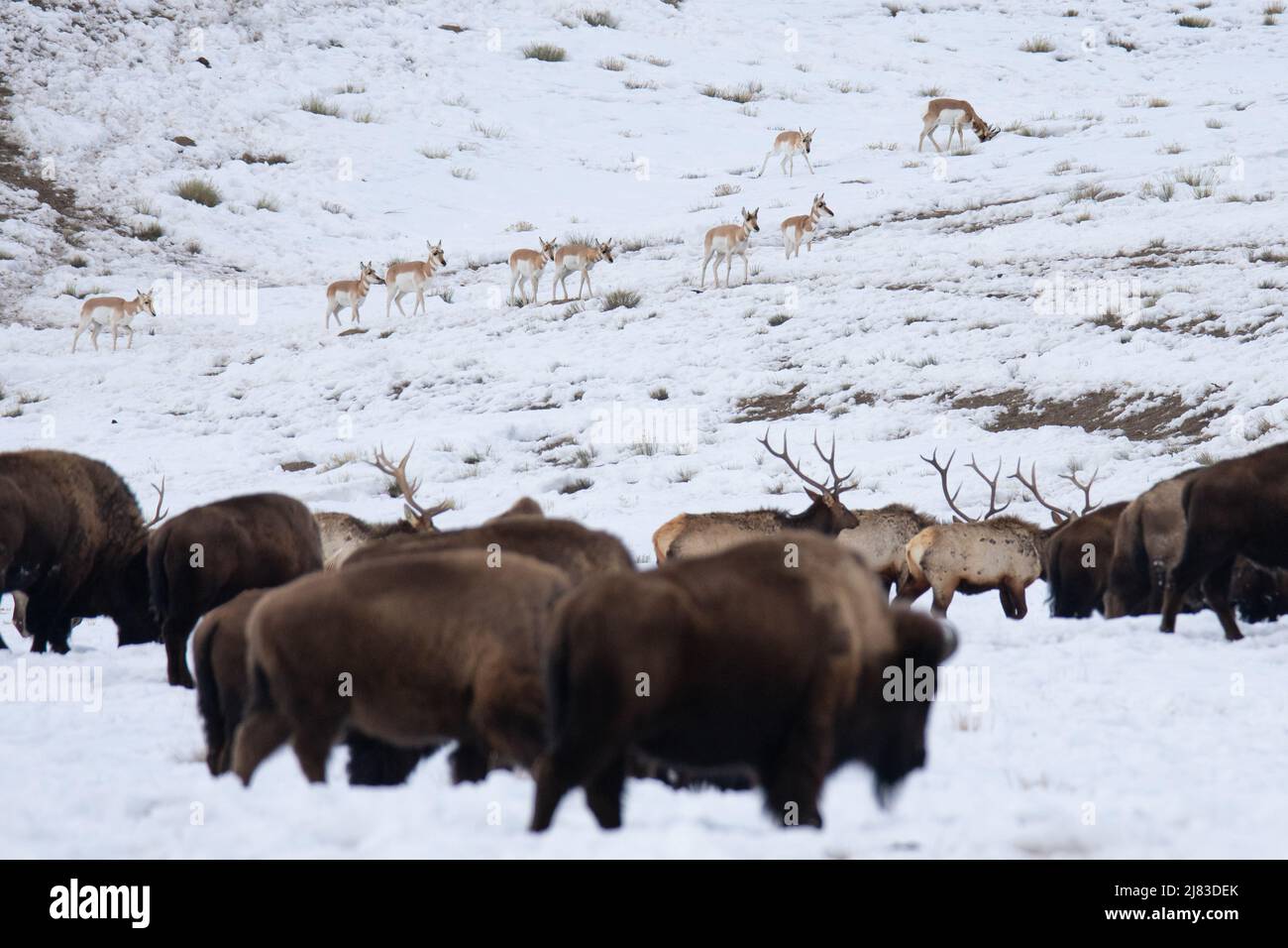 Le bison des plaines se fourragère à la fin de l'hiver au refuge national des wapitis le 17 février 2022 à Jackson Hole, Wyoming. Banque D'Images