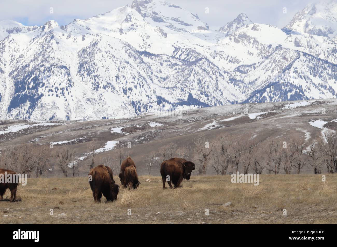 Un troupeau de bisons des plaines avec la neige a couvert les montagnes Teton au refuge national des wapitis le 5 avril 2022 à Jackson Hole, Wyoming. Banque D'Images