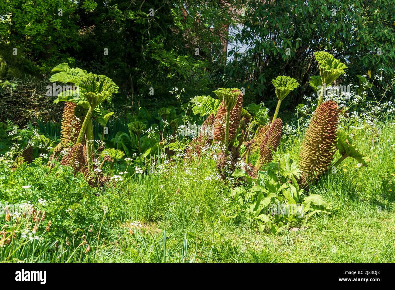 Giant Gunnera (gunnera manucata) Royaume-Uni Banque D'Images