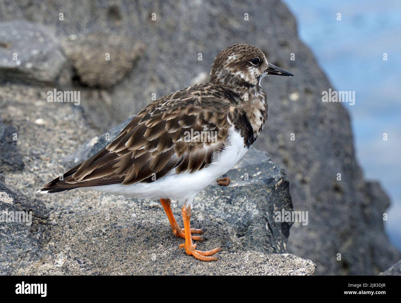 Ruddy Turnstone oiseau perché sur le rocher de Lanzarote. Banque D'Images